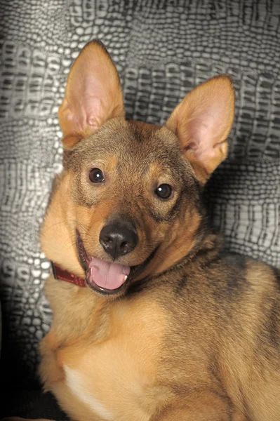 Hnědý mladých přátelský pes — Stock fotografie