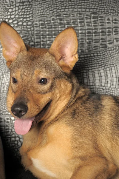 Kahverengi küçük nazik köpek — Stok fotoğraf
