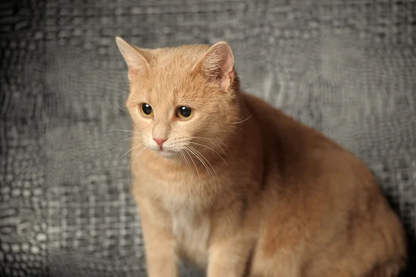 Portrét roztomilé červené kočky — Stock fotografie