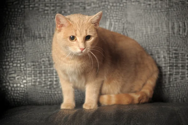 Portrait of a cute red cat — Stock Photo, Image