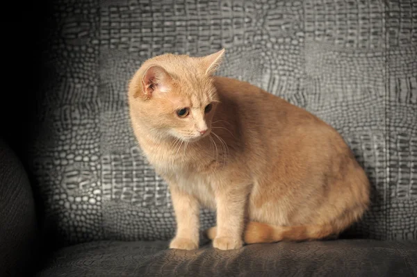 かわいい赤い猫の肖像画 — ストック写真