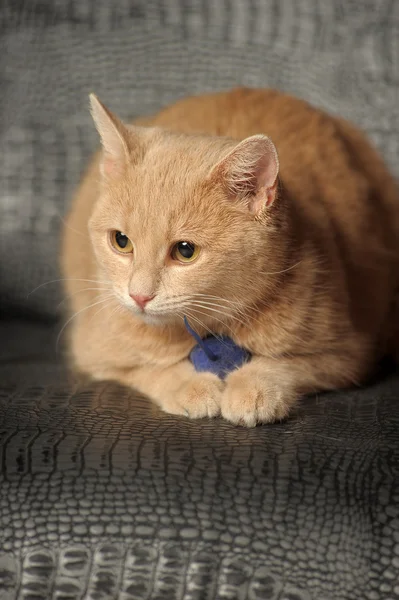 Portret uroczego czerwonego kota — Zdjęcie stockowe