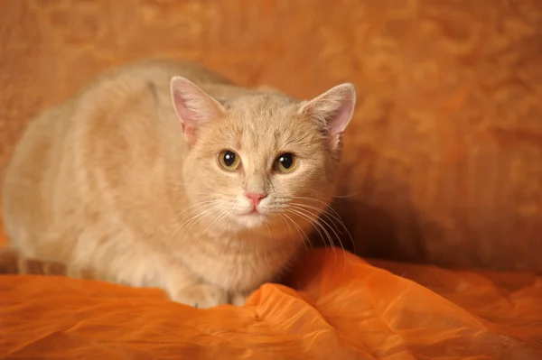Retrato de un lindo gato rojo —  Fotos de Stock