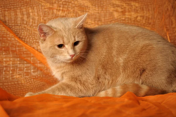 Πορτρέτο ενός χαριτωμένου κόκκινη γάτα — Φωτογραφία Αρχείου