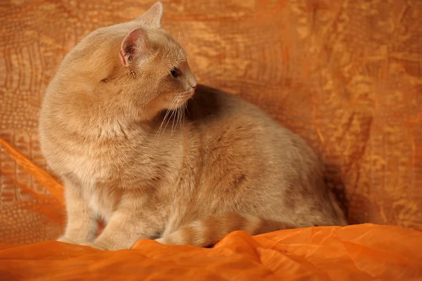 Retrato de um gato vermelho bonito — Fotografia de Stock