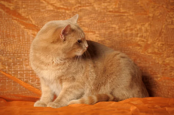 Πορτρέτο ενός χαριτωμένου κόκκινη γάτα — Φωτογραφία Αρχείου