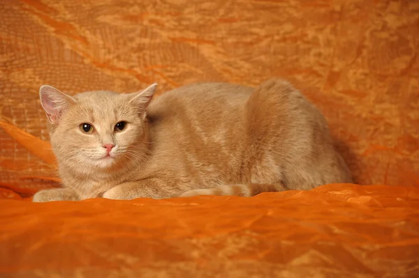 Retrato de um gato vermelho bonito — Fotografia de Stock