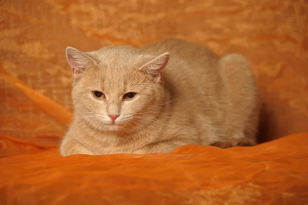 stock image Portrait of a cute red cat