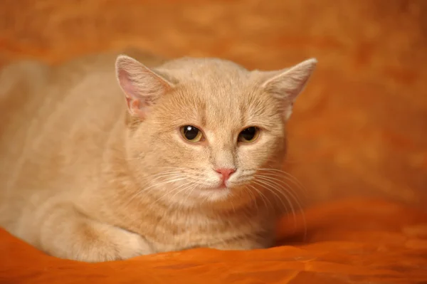 Portrait of a cute red cat — Stock Photo, Image