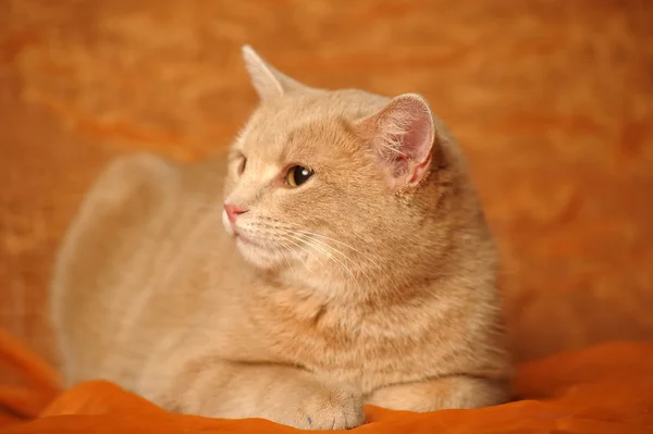 Porträt einer süßen roten Katze — Stockfoto