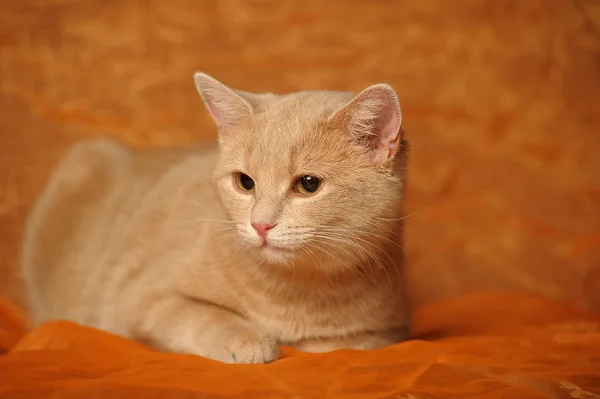 รูปภาพของแมวสีแดงน่ารัก — ภาพถ่ายสต็อก