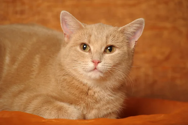 Ritratto di un simpatico gatto rosso — Foto Stock