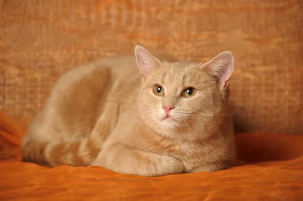 Tatlı kırmızı bir kedinin portresi. — Stok fotoğraf