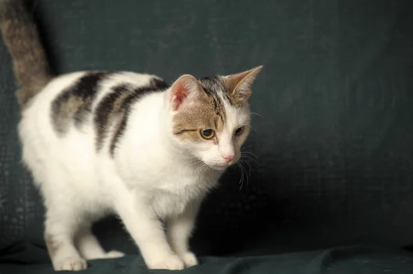 Gri lekeler ile beyaz kedi — Stok fotoğraf