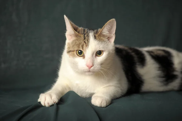흰색 회색 얼룩 고양이 — 스톡 사진