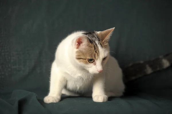Белая кошка с серыми пятнами — стоковое фото
