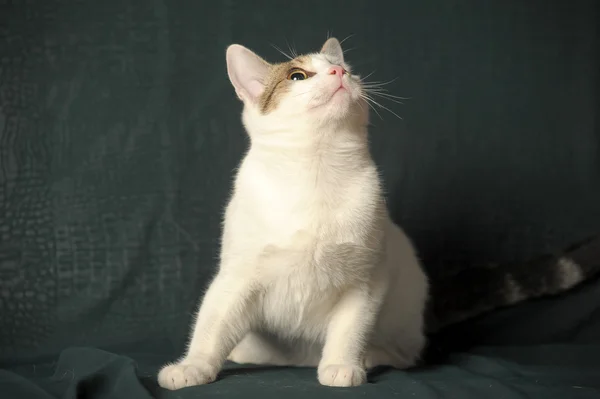 Vit katt med grå fläckar — Stockfoto