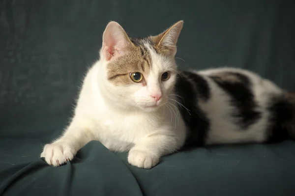 灰色污渍的白色猫 — 图库照片