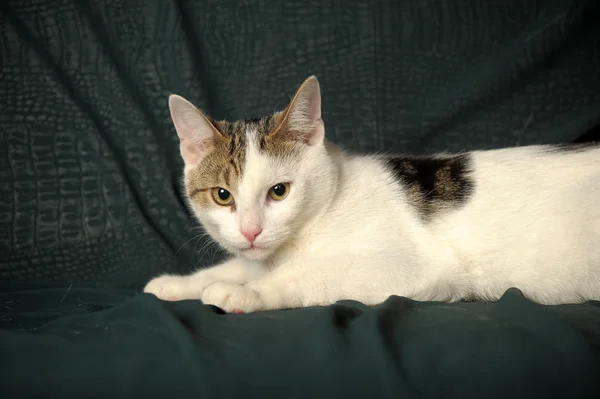 흰색 회색 얼룩 고양이 — 스톡 사진