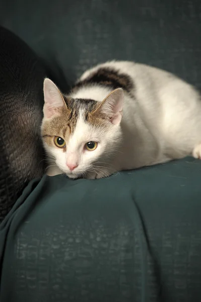 Gato blanco con manchas grises —  Fotos de Stock