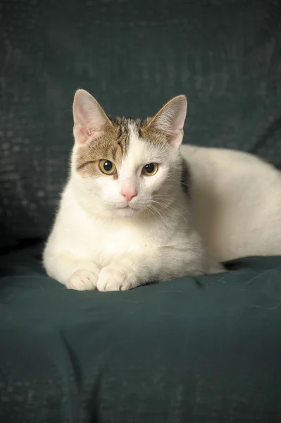 Белая кошка с серыми пятнами — стоковое фото