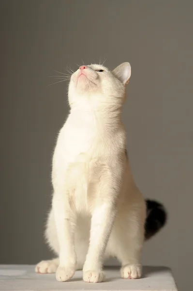 Hvit katt med grå flekker – stockfoto