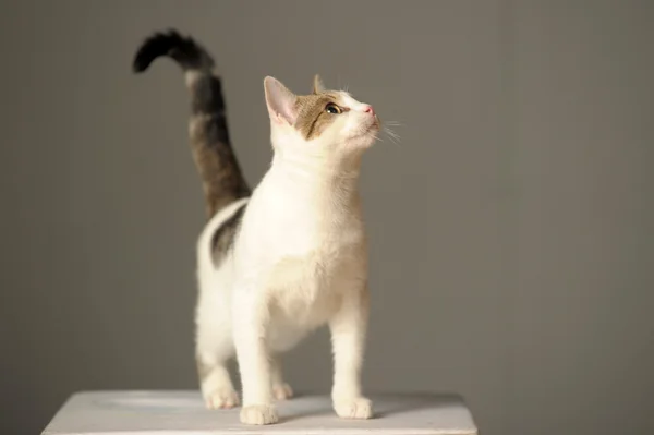 stock image White cat with gray stains