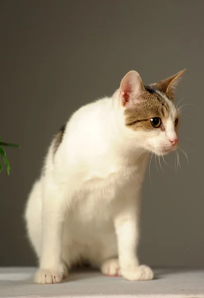 灰色の汚れの白猫 — ストック写真