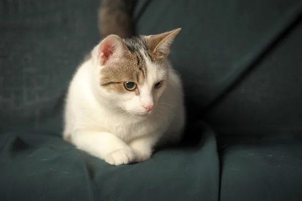 Bílá kočka s šedé skvrny — Stock fotografie