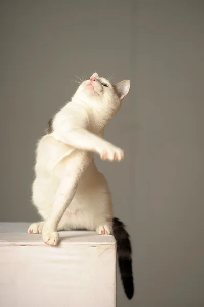 Gattino piace giocare e vuole prendere il suo giocattolo . — Foto Stock