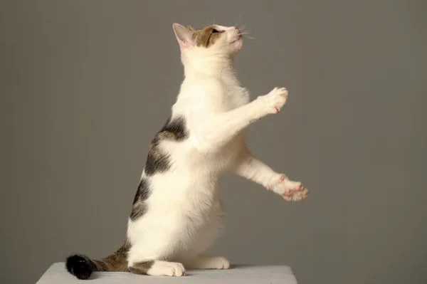 Katten hoppar — Stockfoto