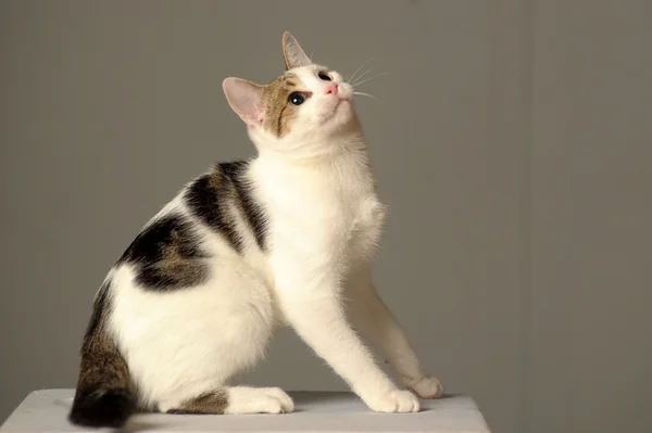 Vit katt med grå fläckar — Stockfoto