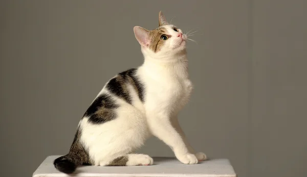 Gri lekeler ile beyaz kedi — Stok fotoğraf