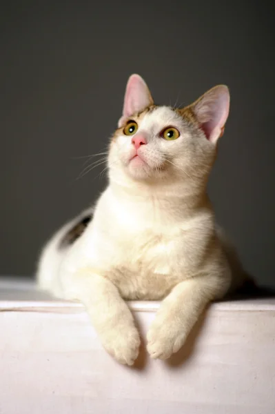 Biały kot z szare plamy — Zdjęcie stockowe