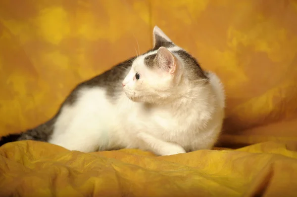Gato blanco con manchas grises —  Fotos de Stock