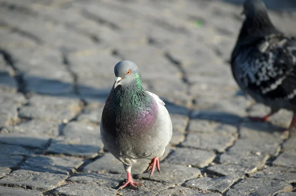 stock image Pigeon