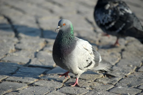 stock image Pigeon