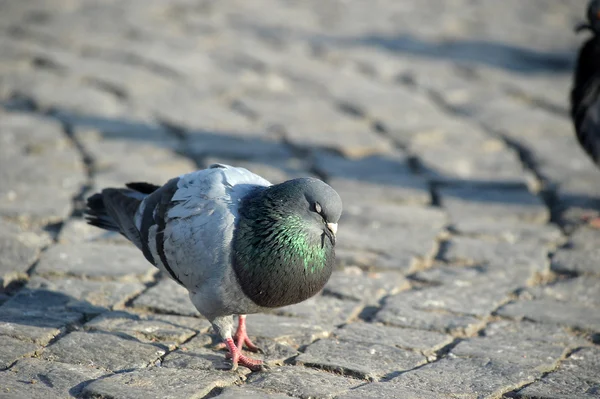 stock image Pigeon