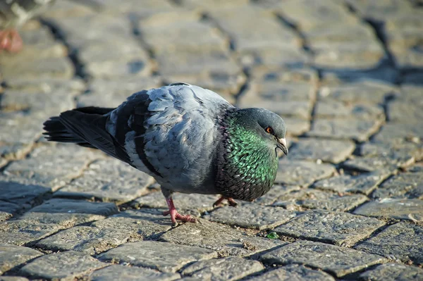 stock image Pigeon