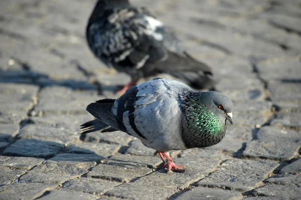 stock image Pigeon