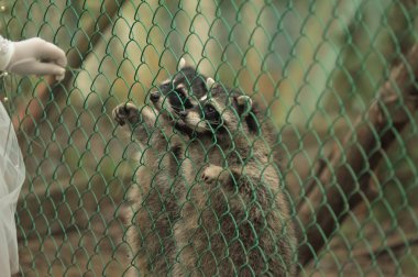 Raccoon pushing paws through a cage lattice clipart