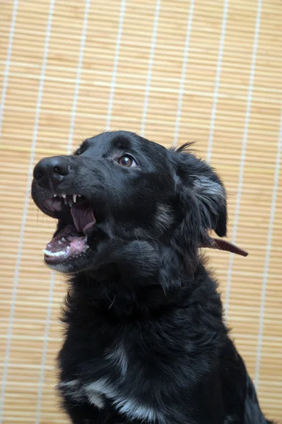 黒犬 — ストック写真