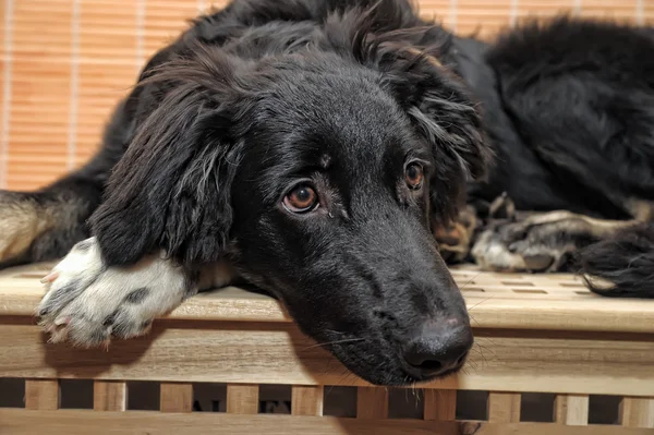 Stock image Black Dog