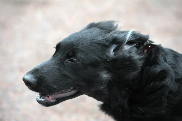 Perro negro — Foto de Stock