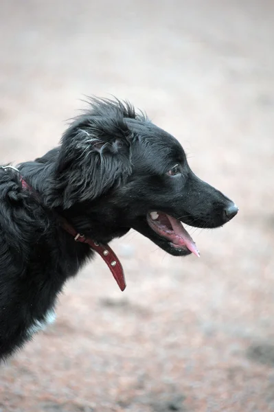 Uma foto de close-up tirada em um cachorro preto — Fotografia de Stock