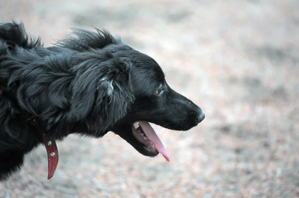 Фотография крупным планом, сделанная на черной собаке — стоковое фото