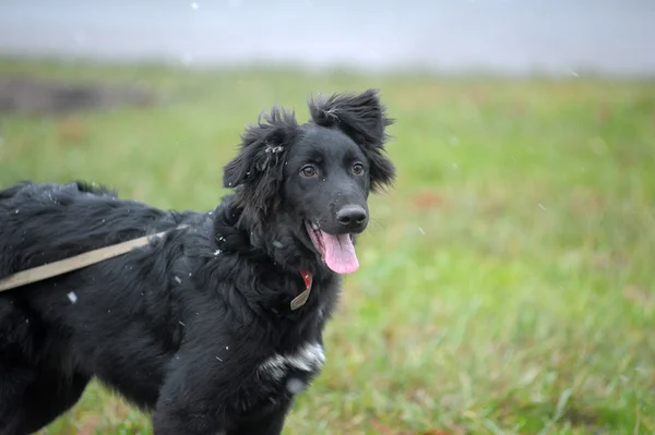 Bir kara köpeğin bir portre fotoğraf — Stok fotoğraf