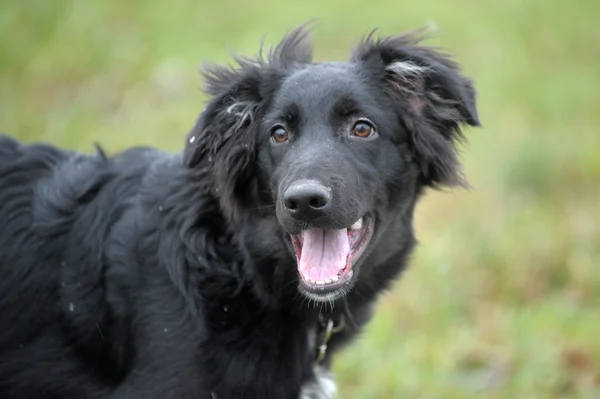 Een close-up foto genomen op een zwarte hond — Stockfoto