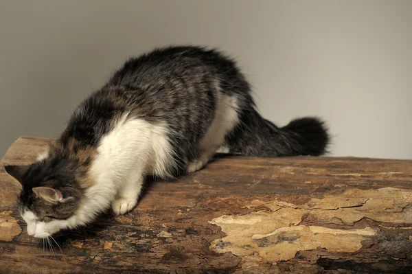 Stock image Beautiful Siberian cat sitting on a tree trunk