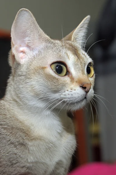 シンガプーラ猫 — ストック写真